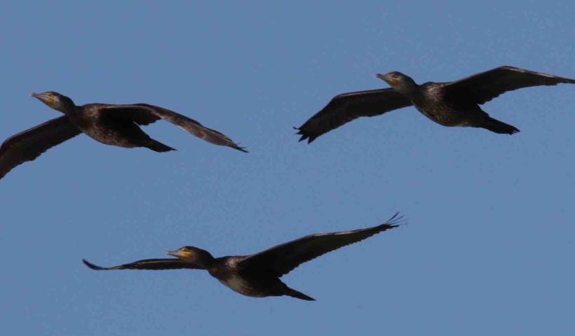3 Cormorans