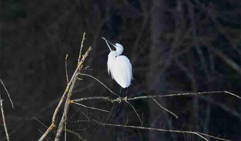 Aigrette garzette