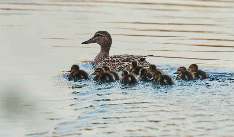Canard
