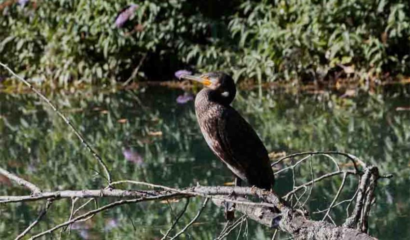 Grand cormoran